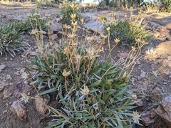 Stenotus armerioides