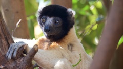 Propithecus coronatus