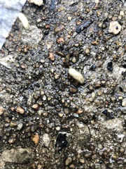 Bipalium adventitium