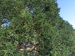 Juniperus osteosperma