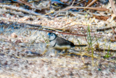 Stizoptera bichenovii