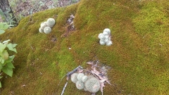 Mammillaria densispina