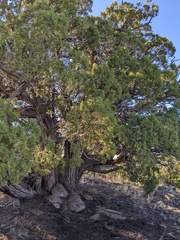 Juniperus osteosperma