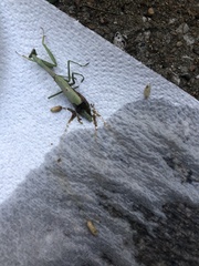 Bipalium adventitium