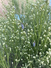 Baccharis sarothroides