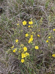 Hibbertia australis