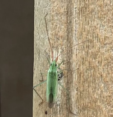 Trigonotylus caelestialium