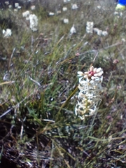 Stackhousia subterranea