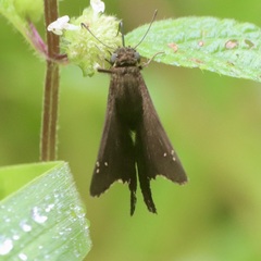 Hesperiidae