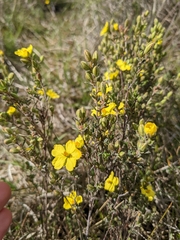 Hibbertia australis