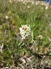 Stackhousia subterranea