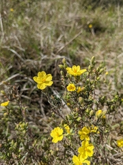 Hibbertia australis