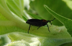 Rhodobaenus