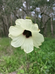 Hibiscus diversifolius