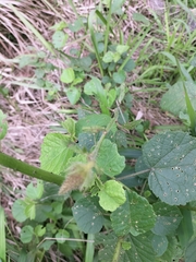 Hibiscus diversifolius