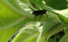 Rhodobaenus