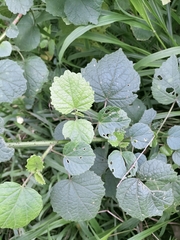 Hibiscus diversifolius