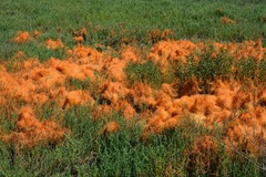 Cuscuta pacifica