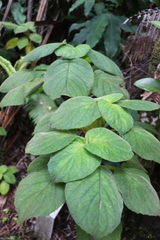 Cyrtandra platyphylla