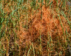 Cuscuta pacifica