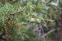 Cupressus arizonica
