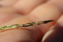 Sporobolus neglectus