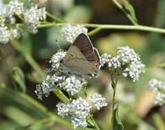 Tharsalea xanthoides