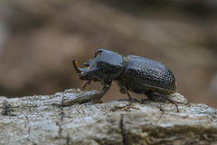 Sinodendron cylindricum