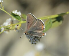 Tharsalea xanthoides