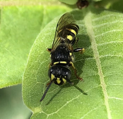 Aphilanthops frigidus