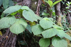 Cyrtandra platyphylla
