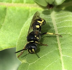 Aphilanthops frigidus