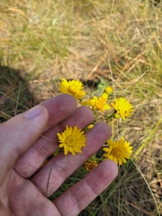 Chrysopsis gossypina