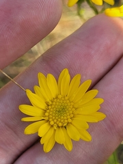 Chrysopsis gossypina