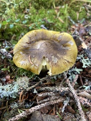 Tricholoma