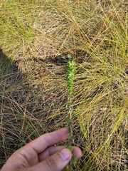 Chrysopsis gossypina