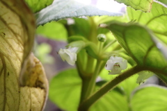 Cyrtandra platyphylla