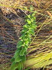 Chrysopsis gossypina