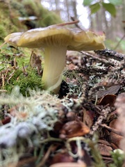 Tricholoma