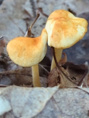 Marasmius strictipes