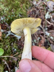 Tricholoma