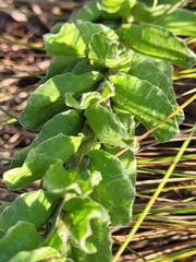 Chrysopsis gossypina