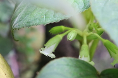 Cyrtandra platyphylla