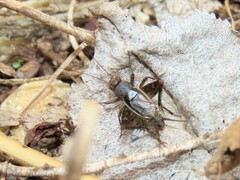 Allonemobius maculatus