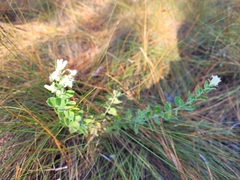Sericocarpus tortifolius