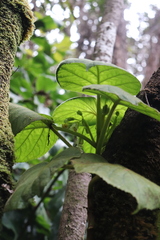 Cyrtandra platyphylla