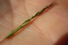 Sporobolus neglectus