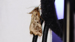 Callopistria floridensis