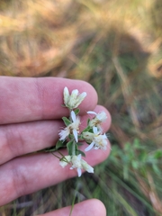 Sericocarpus tortifolius