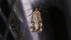 Elaphria chalcedonia